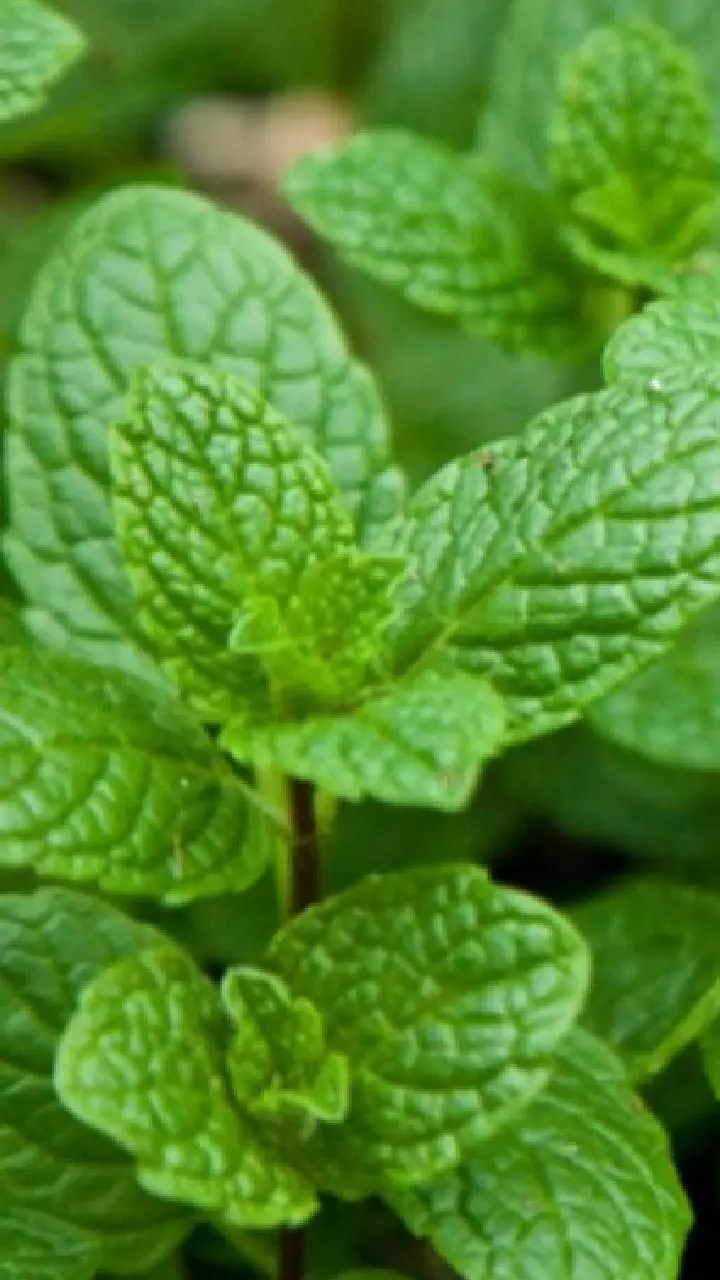 Benefits of  Mint : సువాసనకే కాదు ఆరోగ్యానికి దివ్యౌషధం పుదీనా.. దీని వల్ల కలిగే లాభాలివే