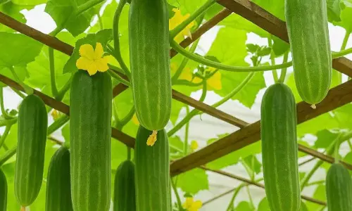 Cucumber Farming