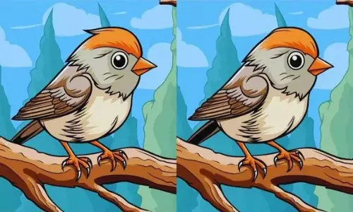 Optical Illusion Optical Illusion