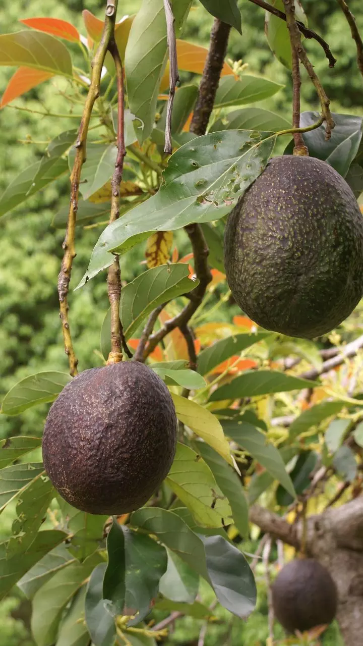 ఆవకాడోతో కొలెస్ట్రాల్కు చెక్: ఆరోగ్య రహస్యాలు ఇవే! ఆవకాడోతో కొలెస్ట్రాల్కు చెక్: ఆరోగ్య రహస్యాలు ఇవే!