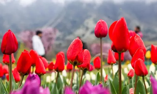 Kashmir Tulip Garden Draws 3 Lakh Tourists 2026