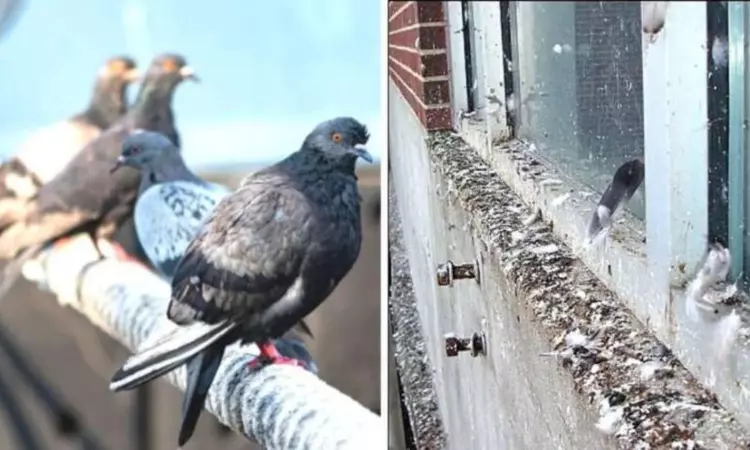 Pigeon Control Tips