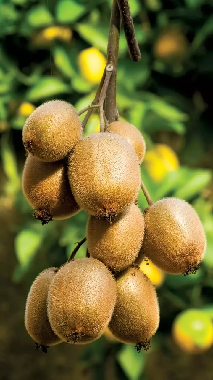 Kiwi Fruit Benefits : ఈ పండును రాత్రి పూట తింటే ఎన్ని లాభాలో తెలుసా ?
