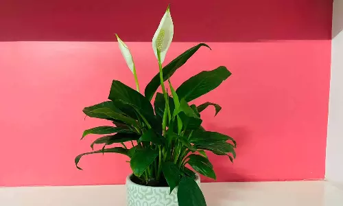 Peace Lily Indoor Plant Benefits and Care Tips in Telugu