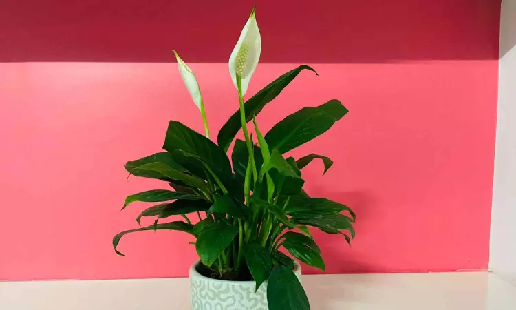 Peace Lily Indoor Plant Benefits and Care Tips in Telugu