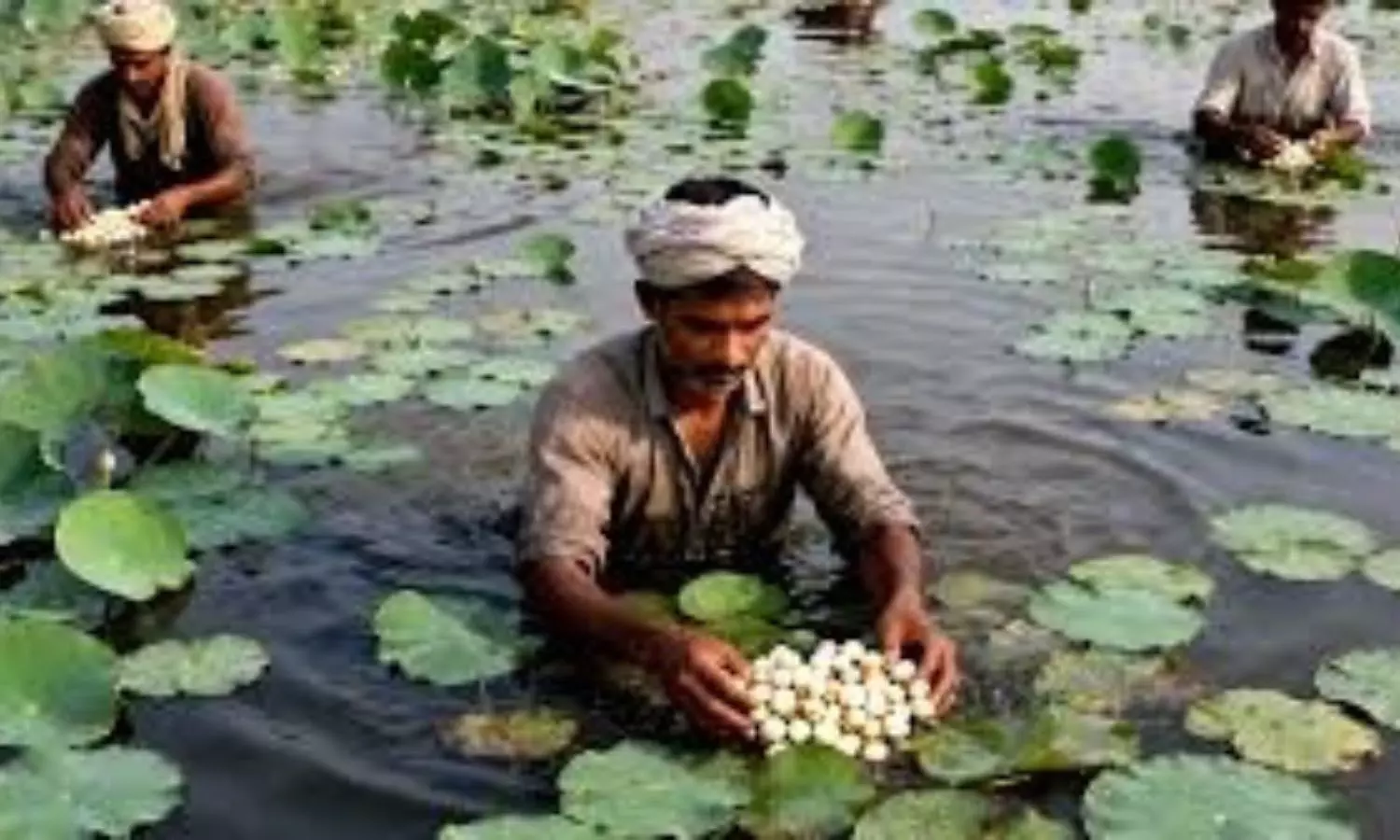 Makhana