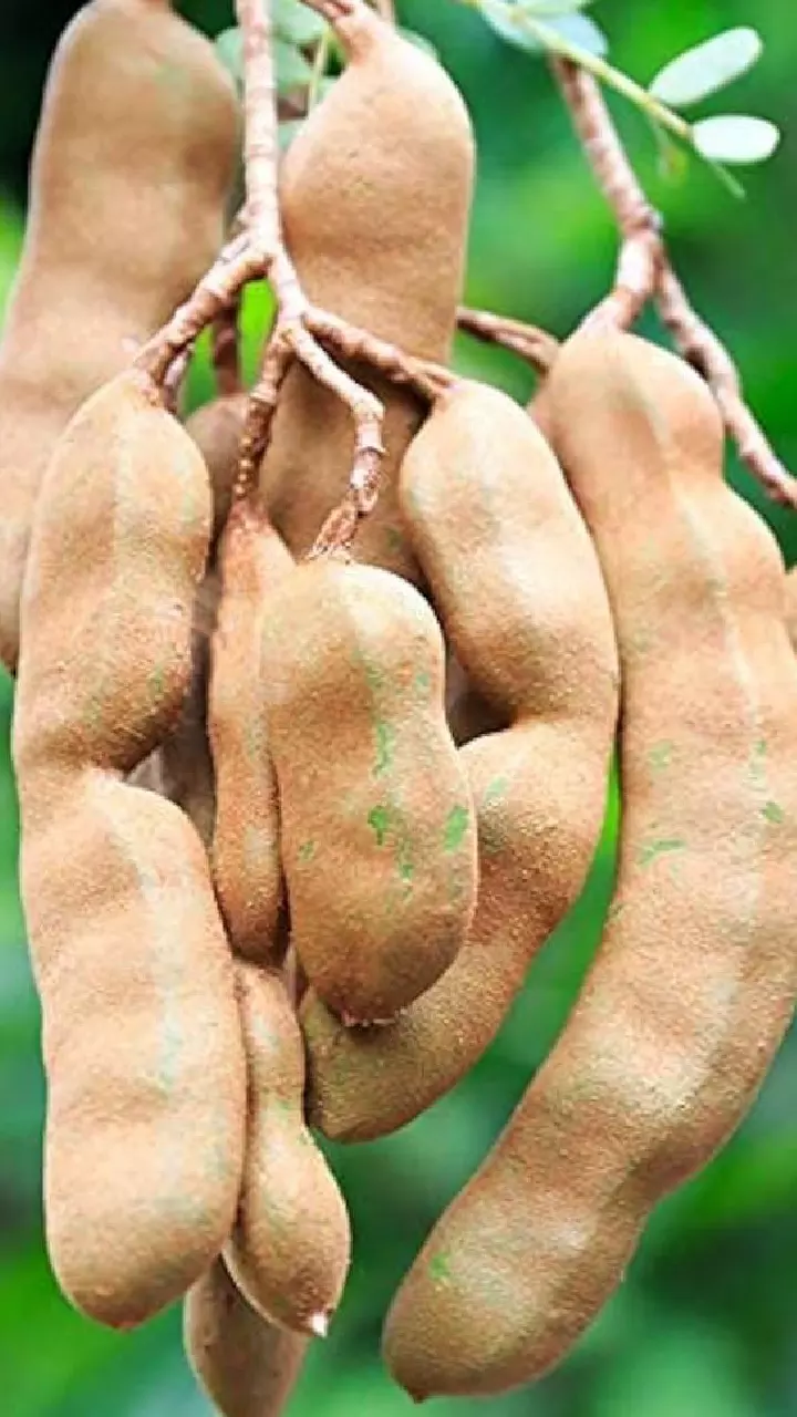 Tamarind : చింతపులుపులో దాగున్న ఆరోగ్య రహస్యాలు తెలిస్తే అస్సలు వదలరు