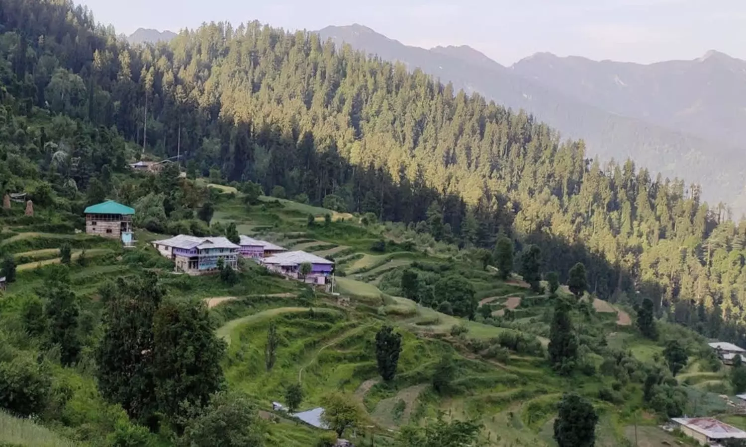 Ringu Nag Sacred Forest