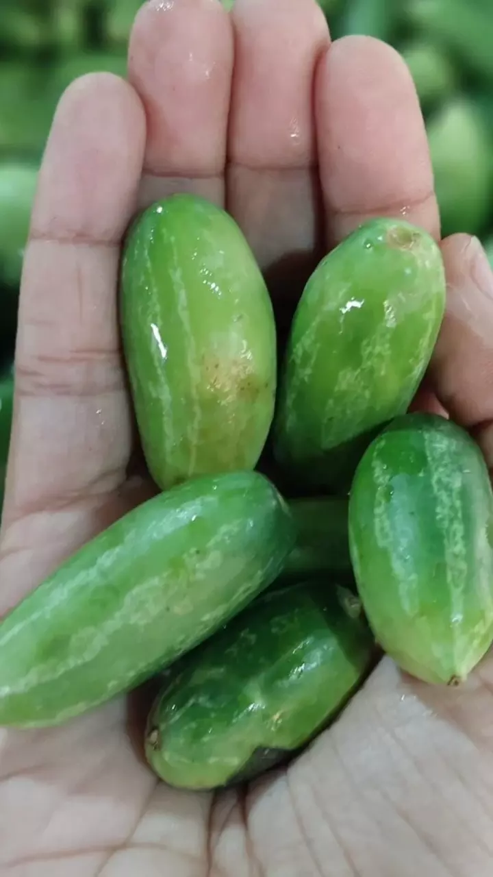 Benefits of Ivy Gourd : షుగర్ కంట్రోల్ నుంచి బరువు తగ్గడం వరకు.. దొండకాయతో బోలెడు లాభాలు
