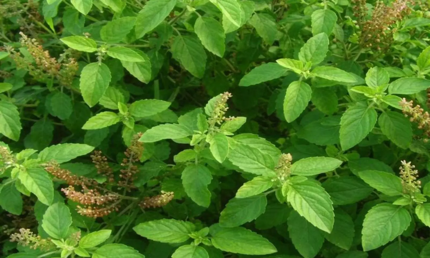 Tulsi Farming