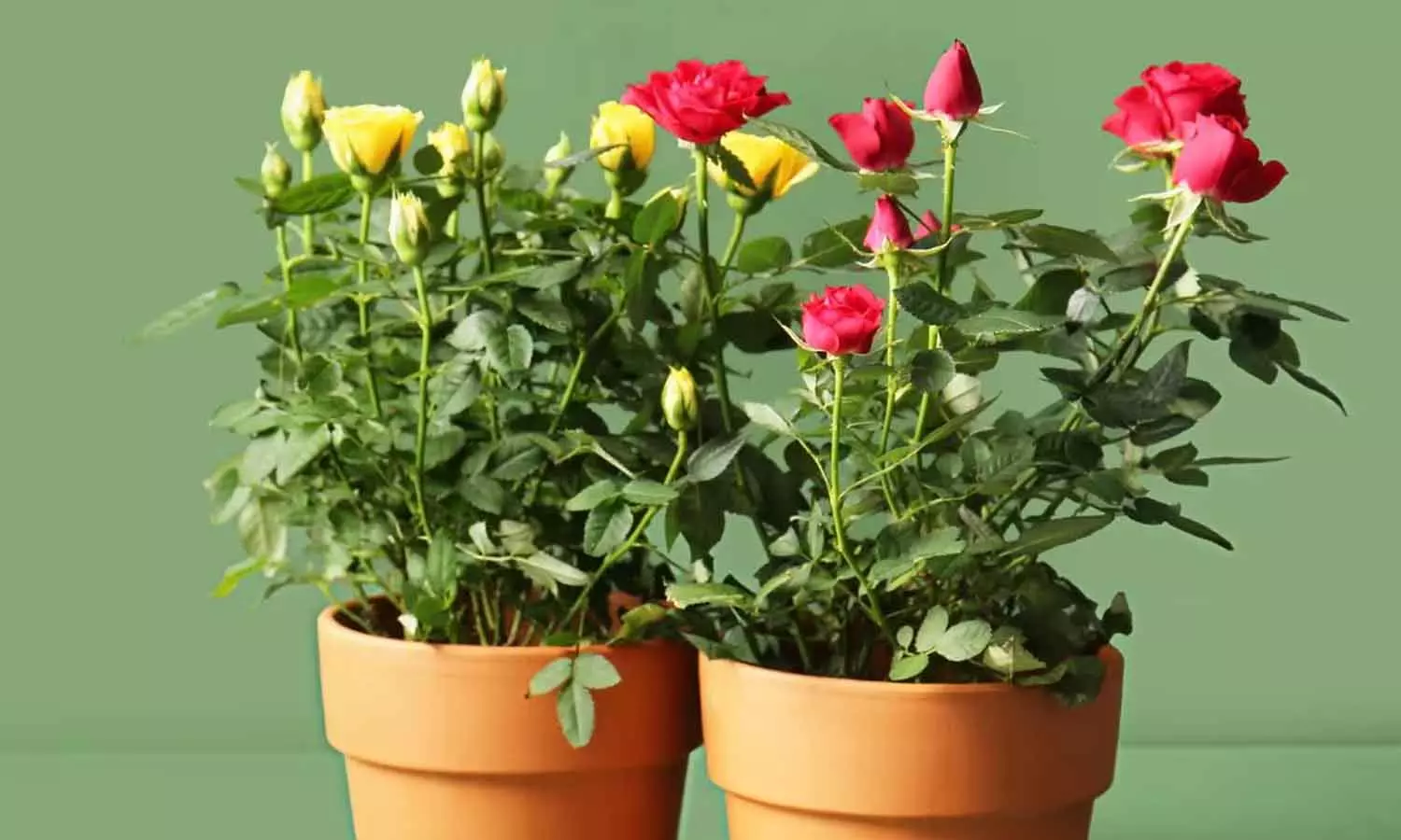 Rose Plant Care Tips