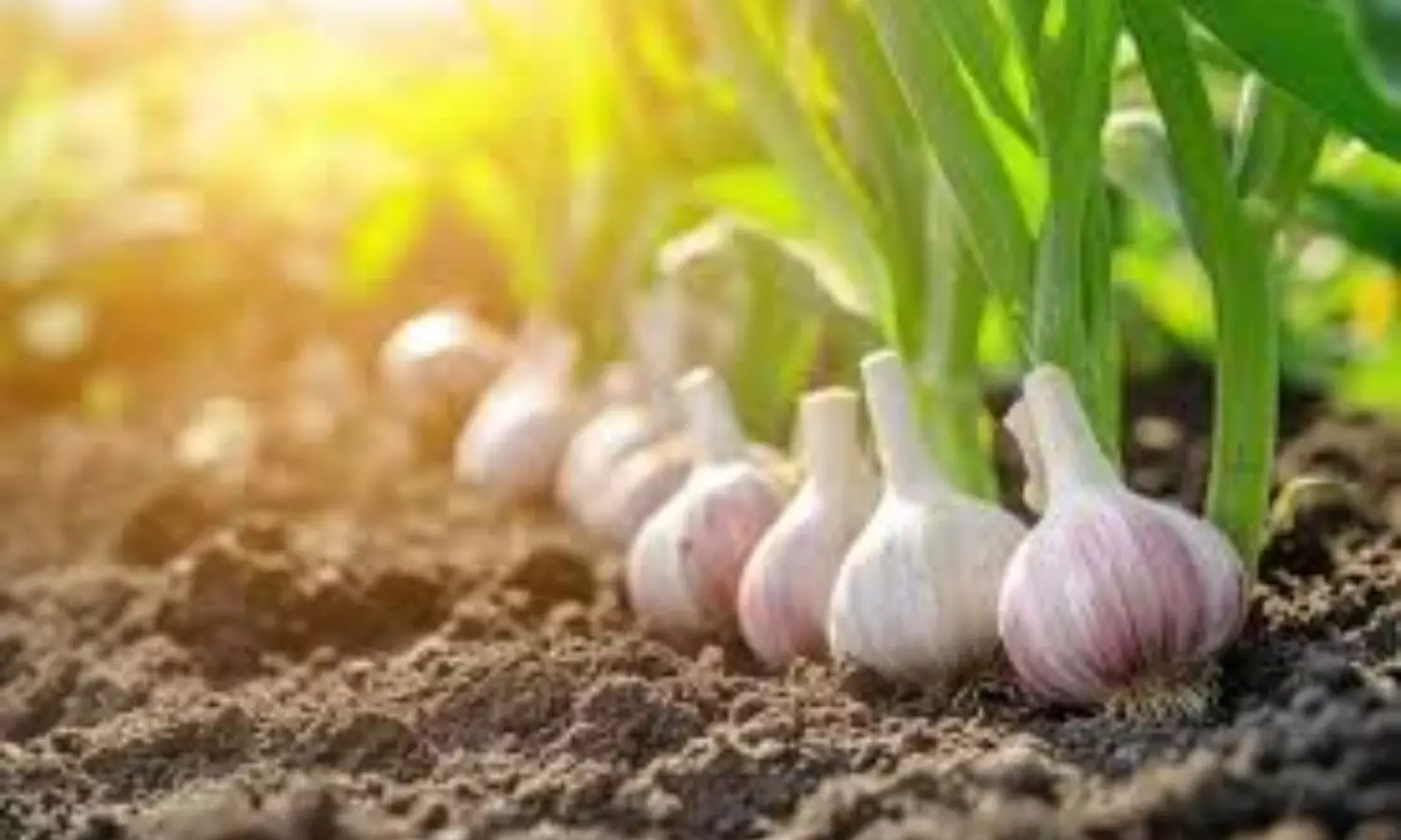 Garlic Farming