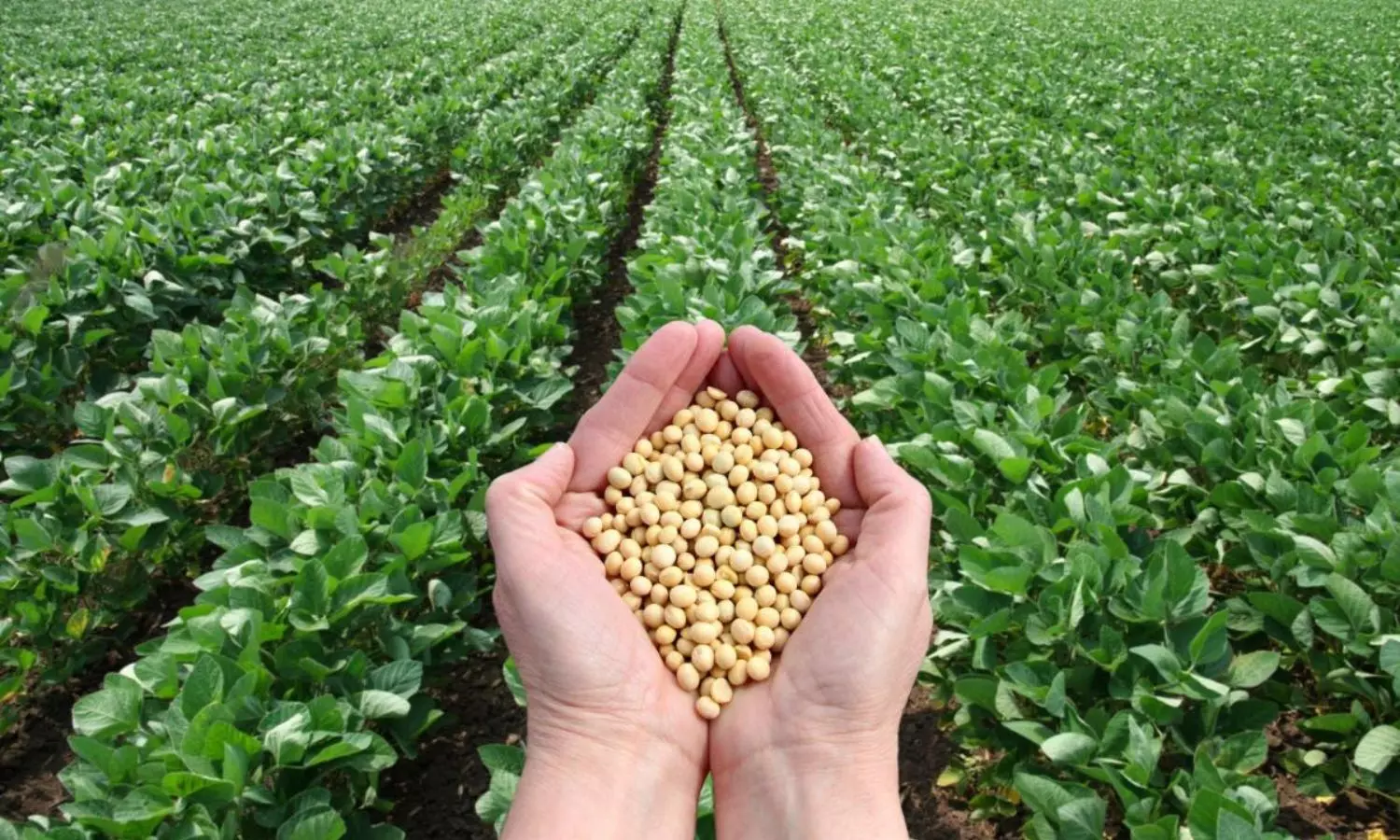 Soybean