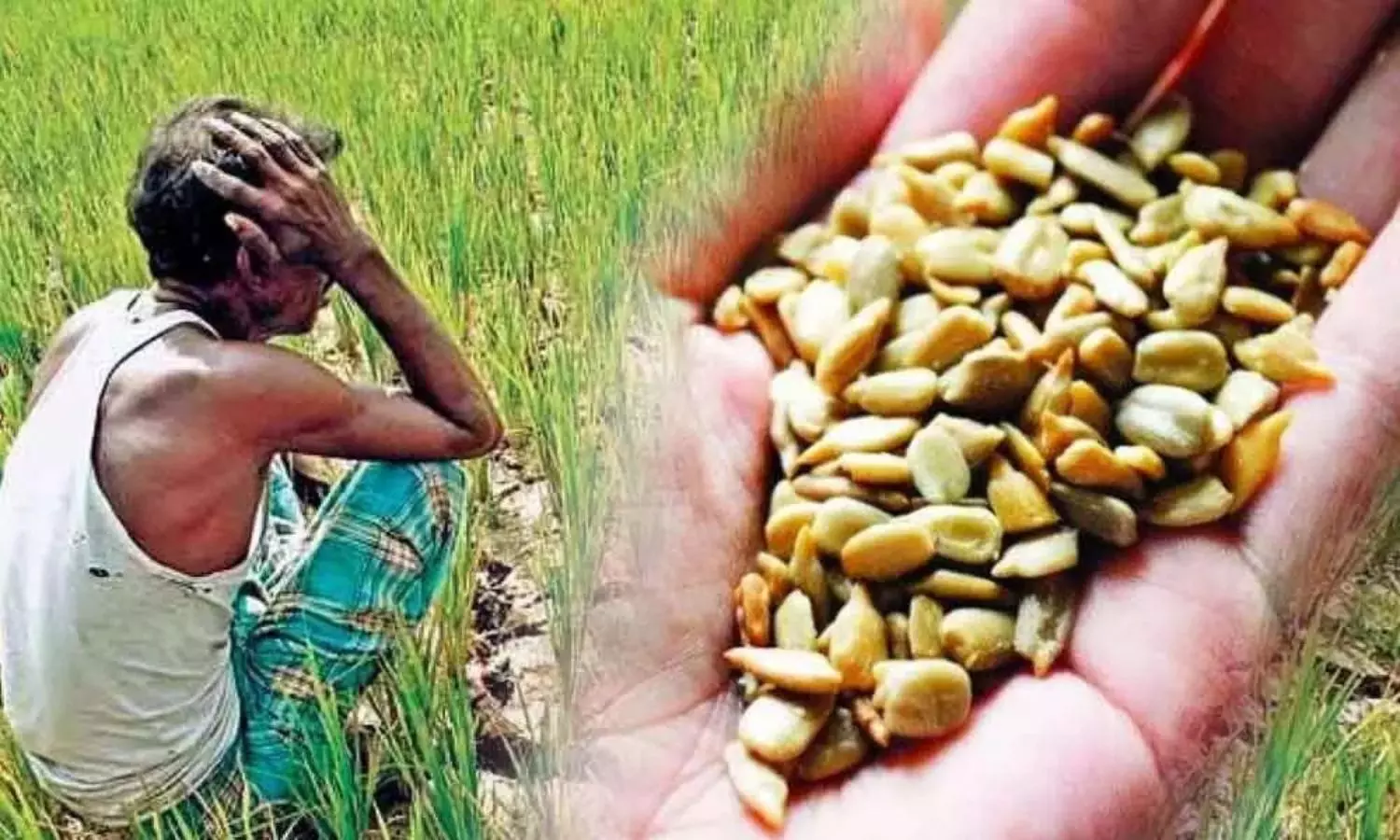 Fake Seeds