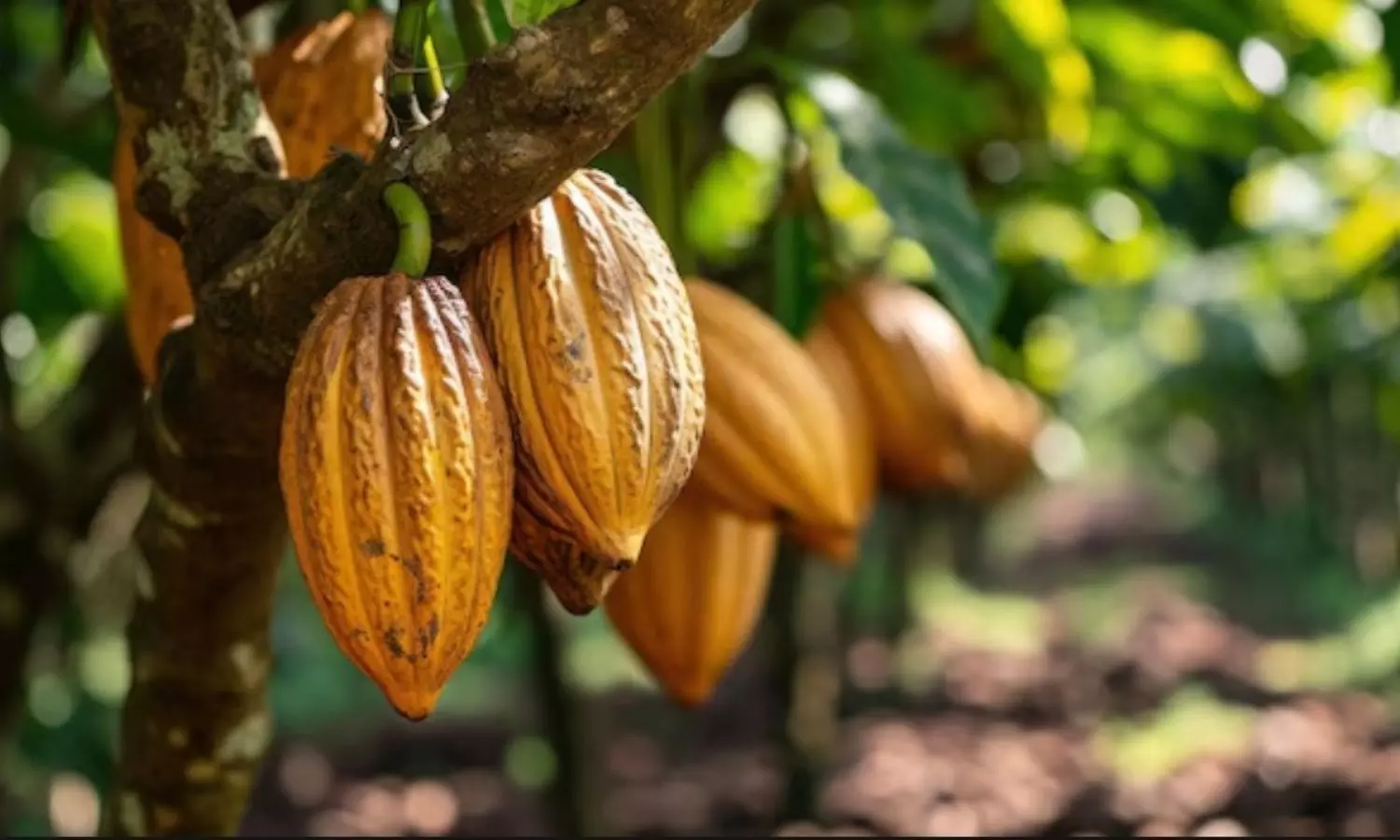 Cocoa cultivation