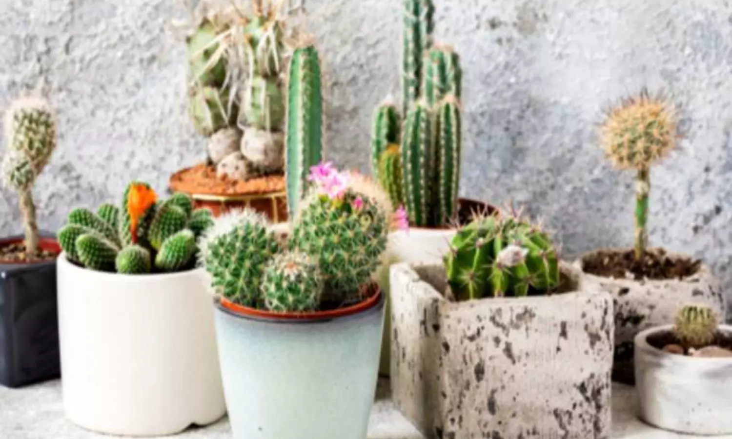 indoor plants vastu
