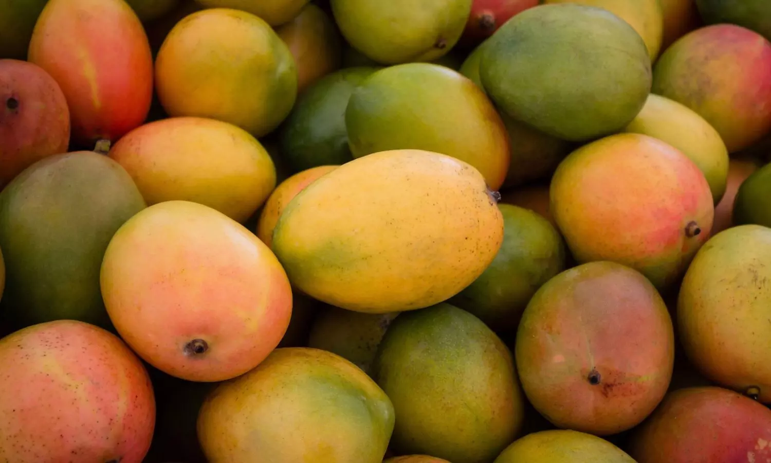 soaking mangoes