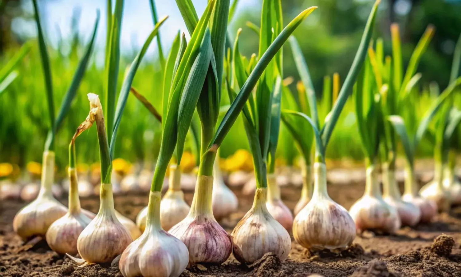 Garlic Farming