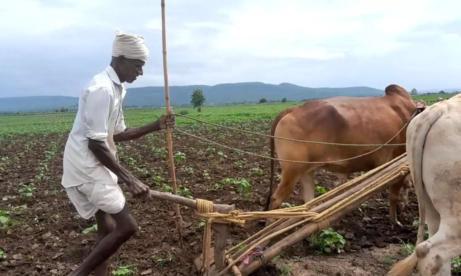 Soil Fertility