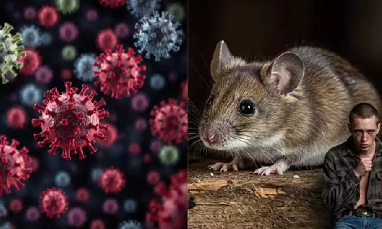 Hanta virus