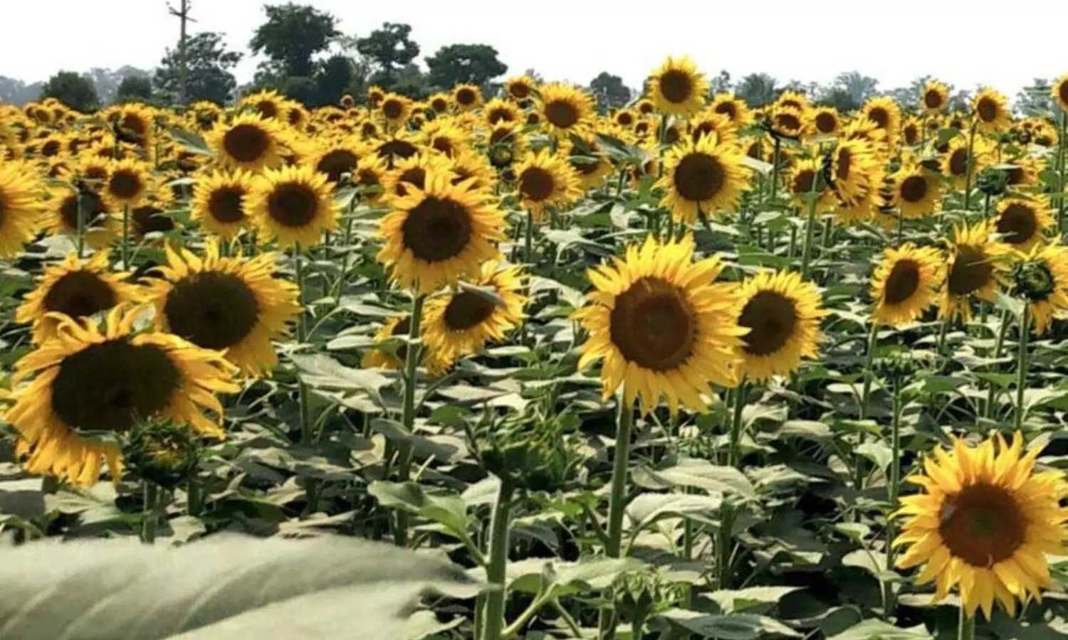 Sunflowe