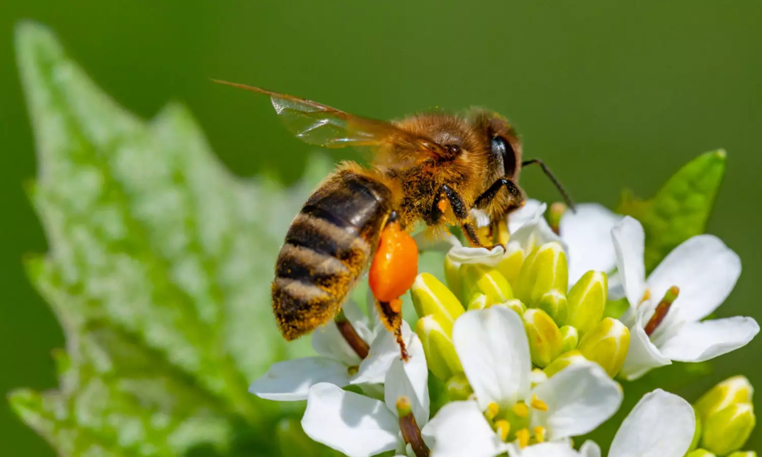 Honey-Crisis