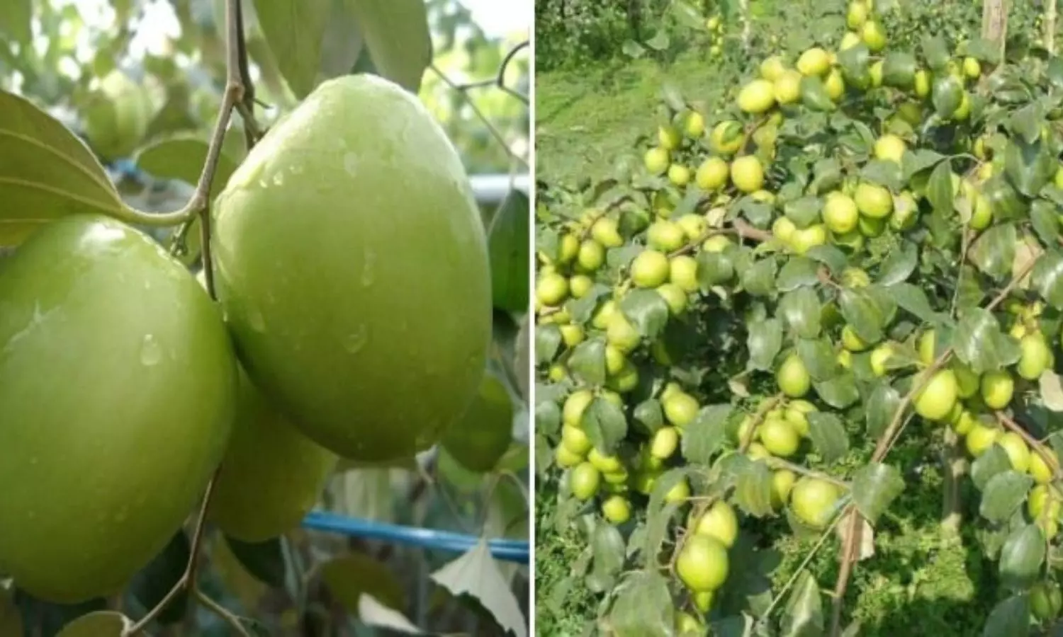 Apple Ber