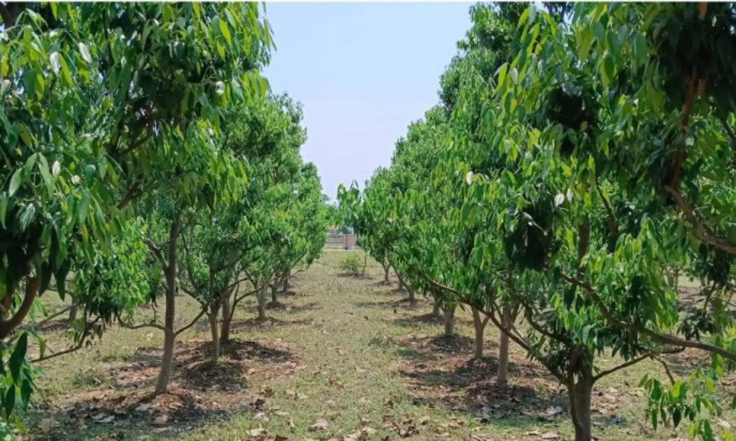 Bay leaf farming