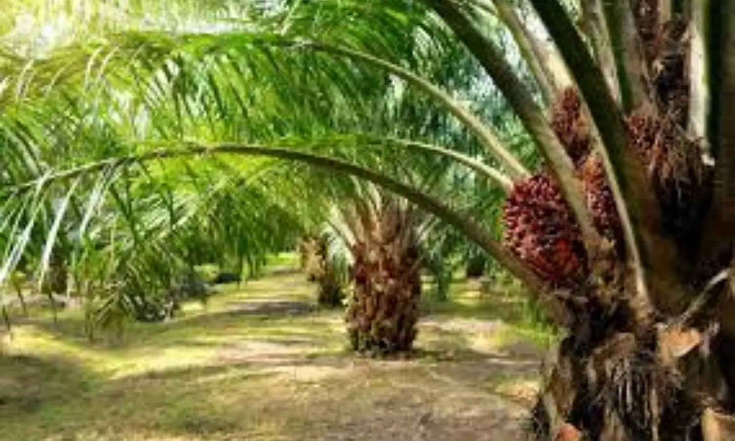 Oil Palm