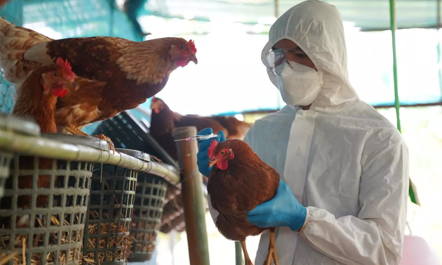 Bird Flu