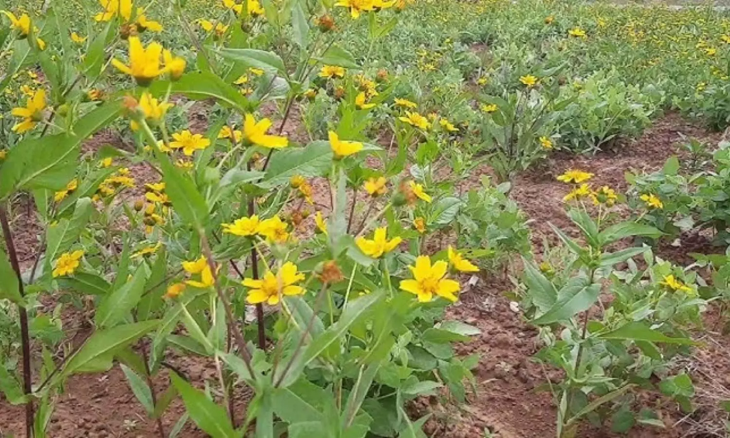 Niger Seed