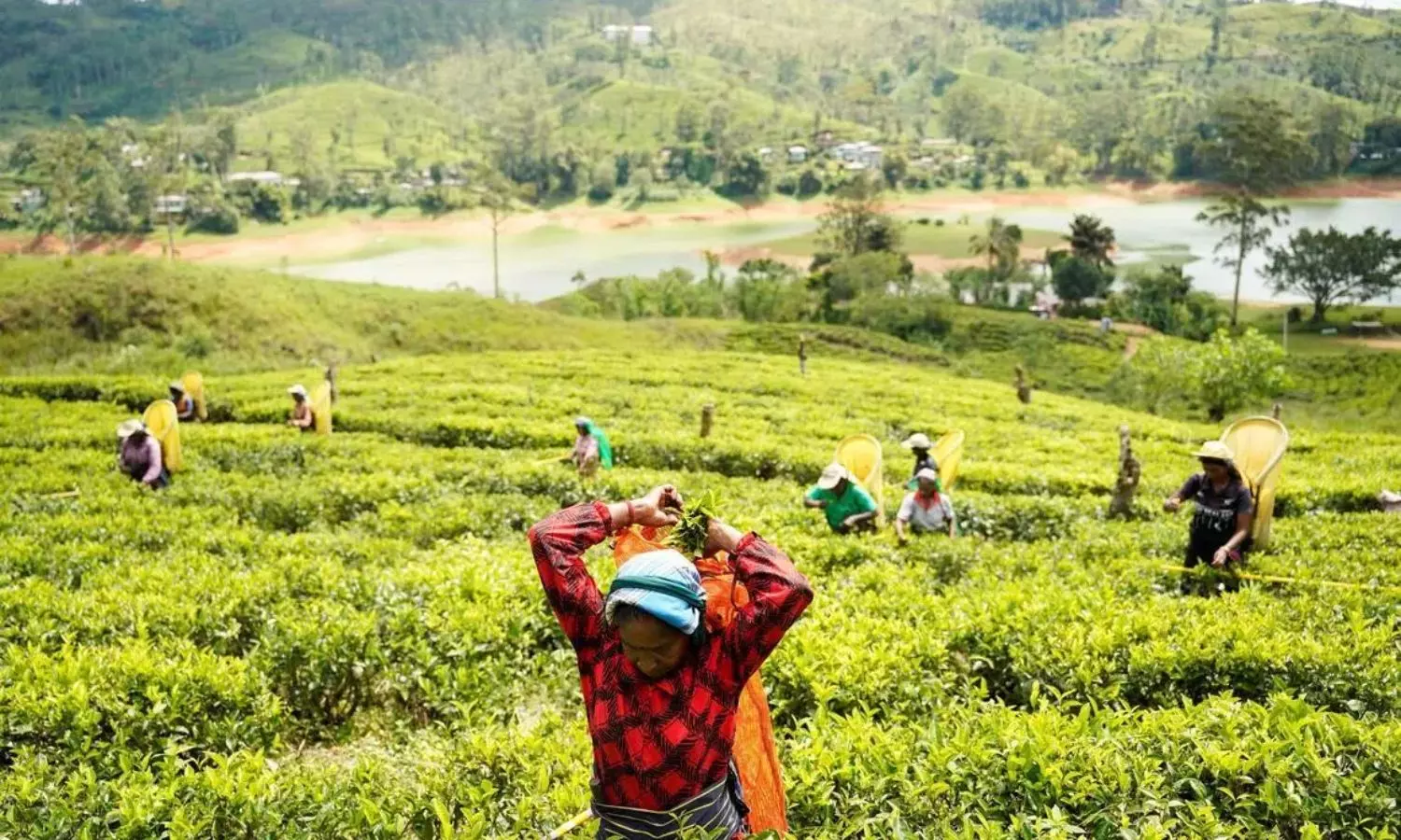 Sri Lanka Tea Industry: లంక టీ పరిశ్రమపై ఇరాన్‌ వార్‌ ఎఫెక్ట్‌...కంటతడి పెట్టిస్తున్న తేనీరు