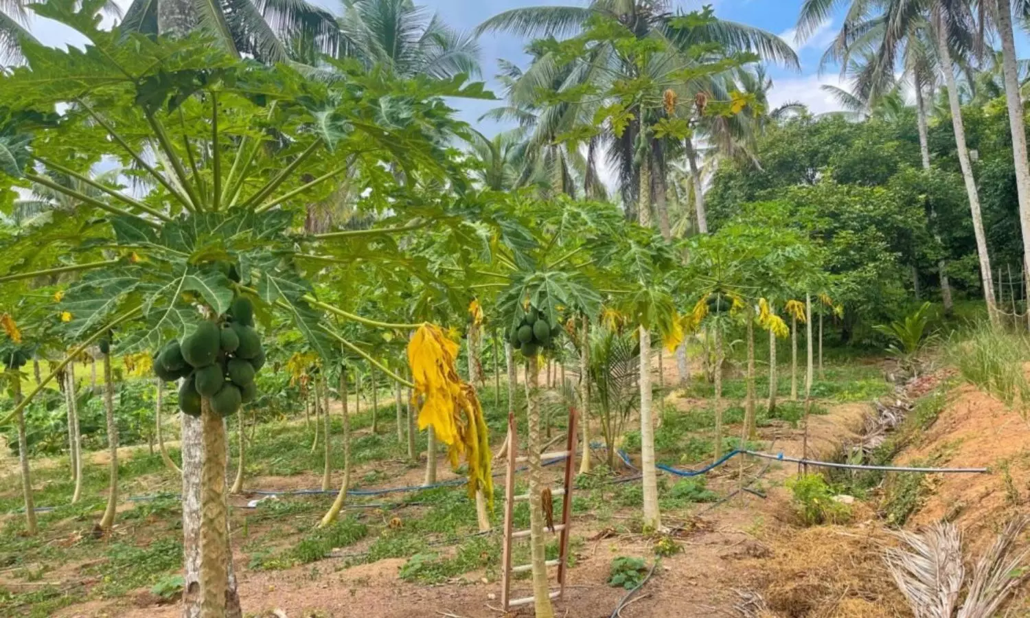 Coconut Intercropping