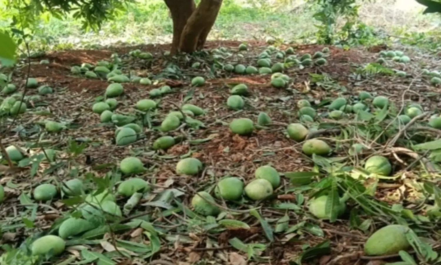 Nellore Nellore