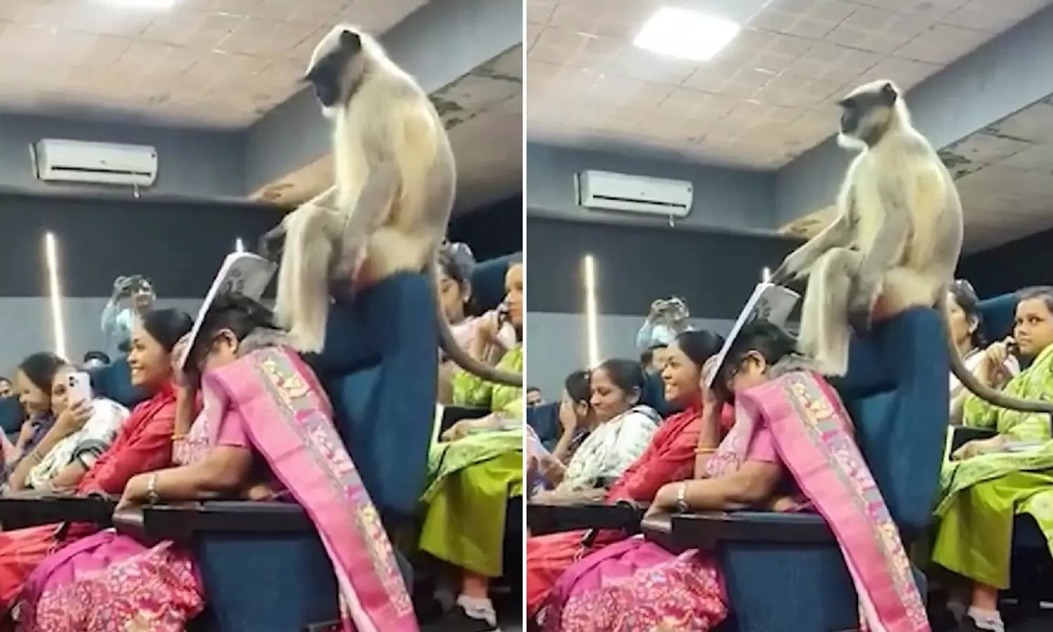 Monkey-Viral-Video