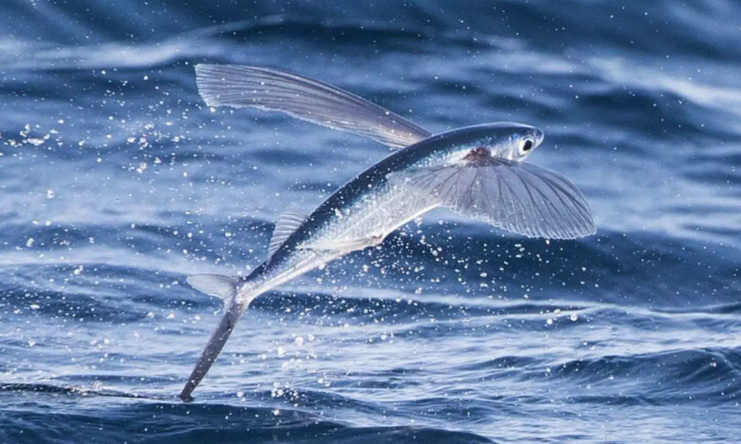 flying fish