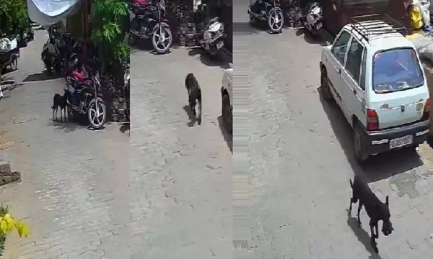 Viral Video