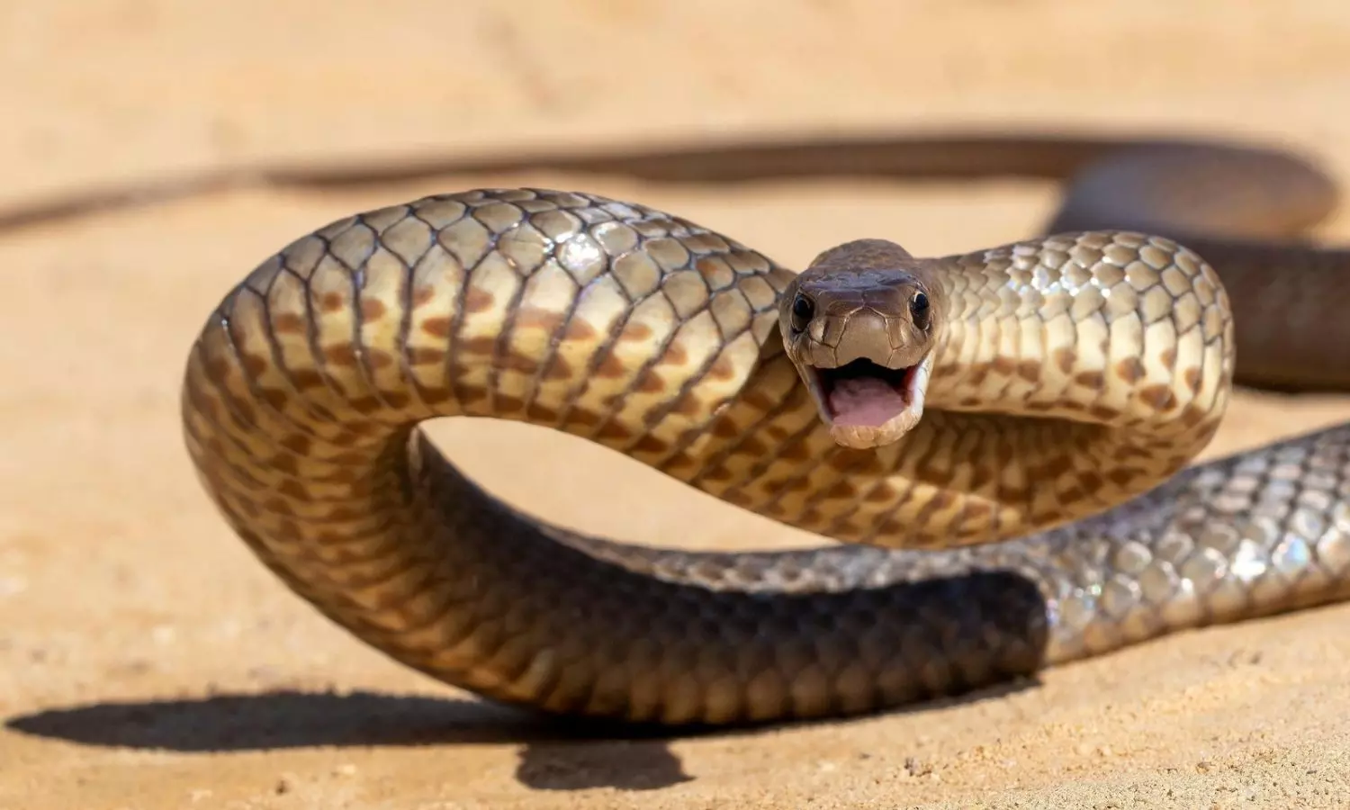 Snakes