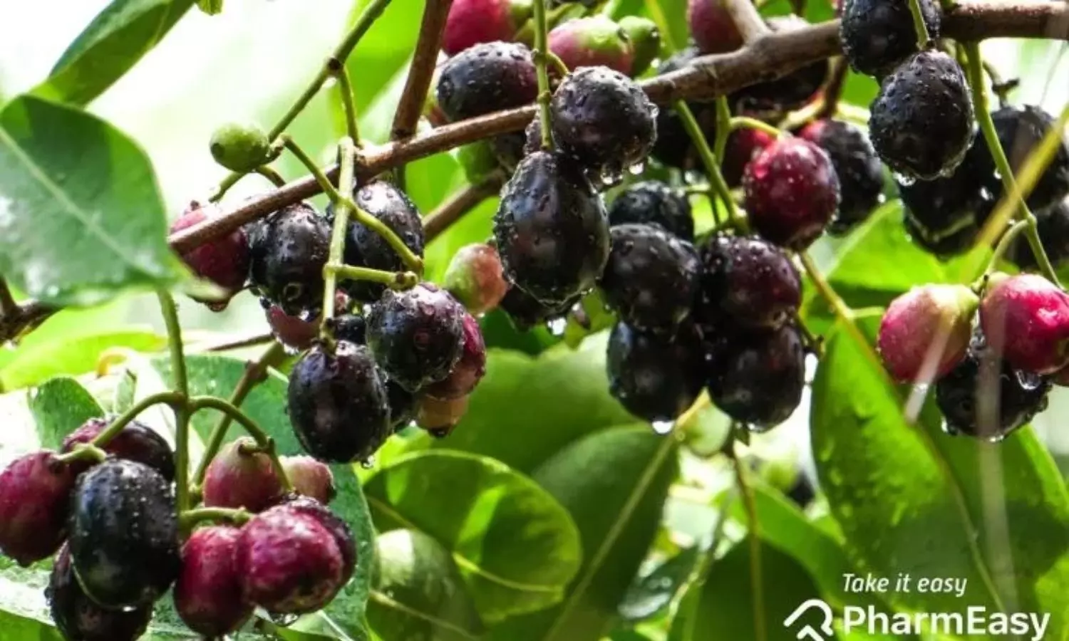 Diabetic Friendly Fruit