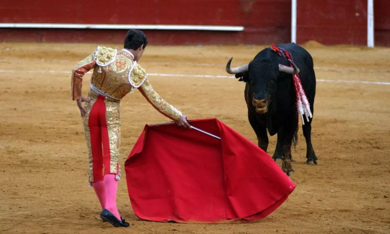 Bull Bull