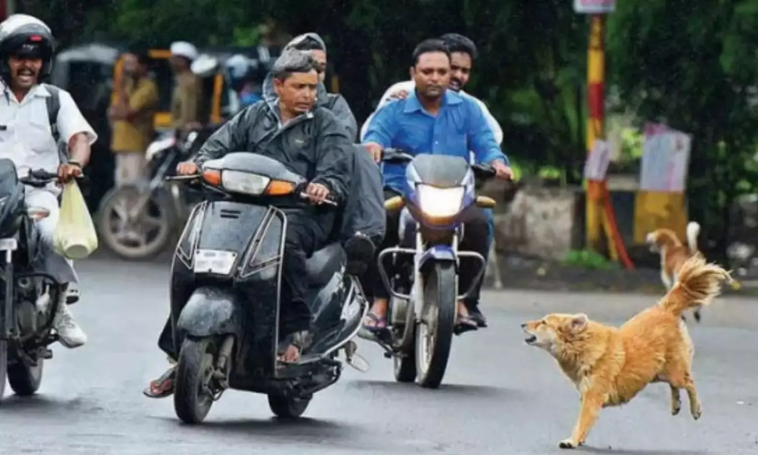 Dogs Behavior