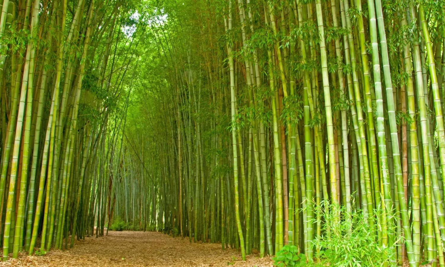 Bamboo