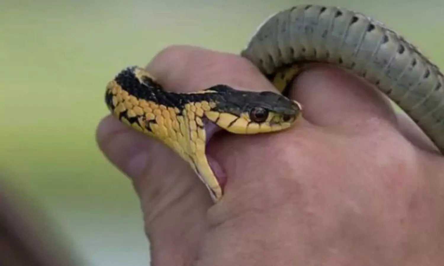 Snake