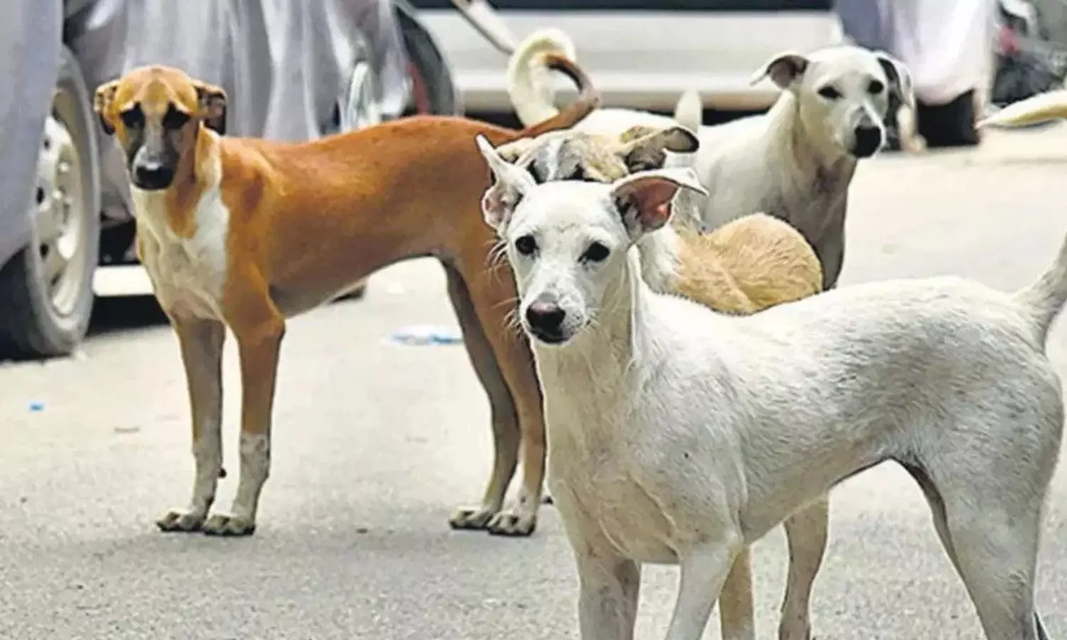 Street Dog Attacks