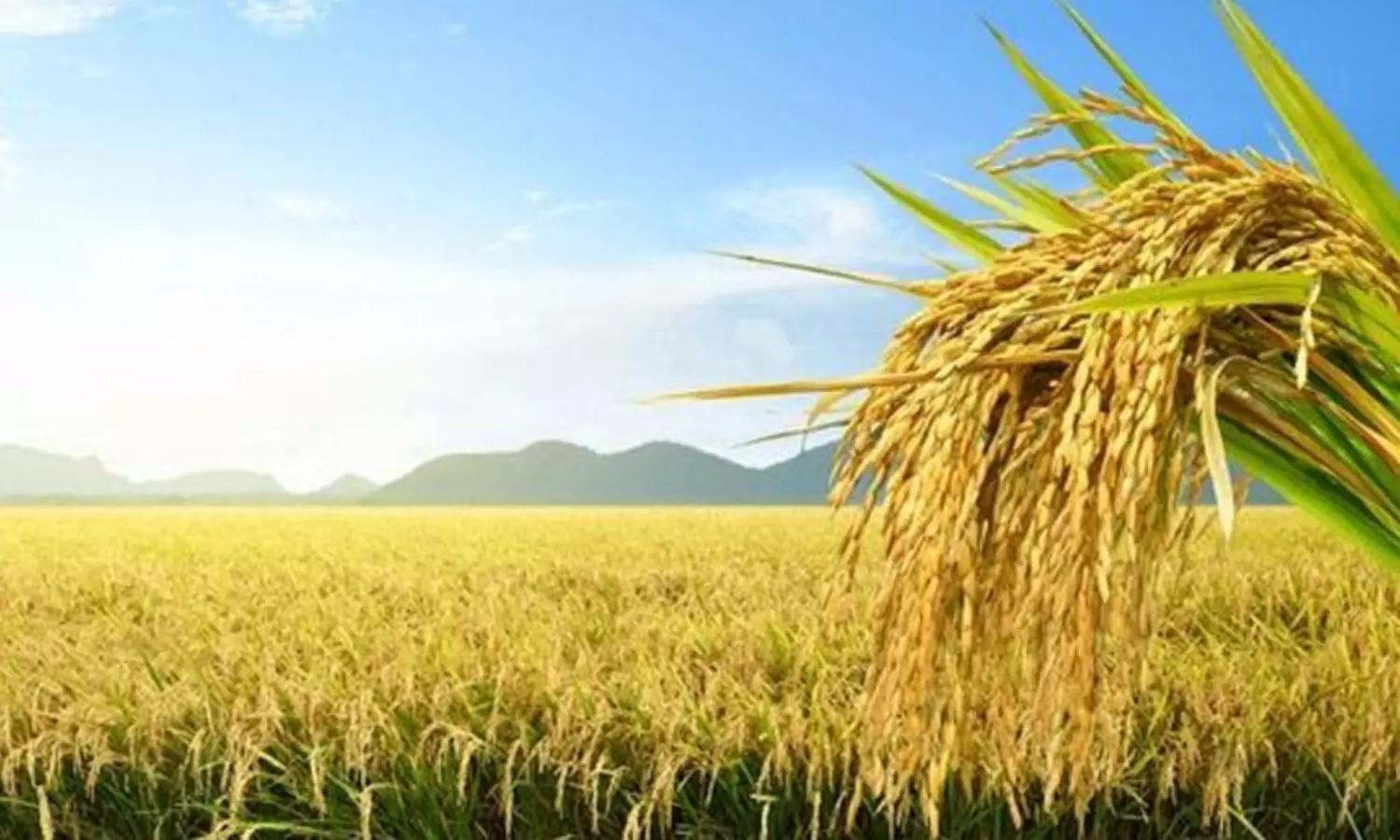 Agriculture Agriculture