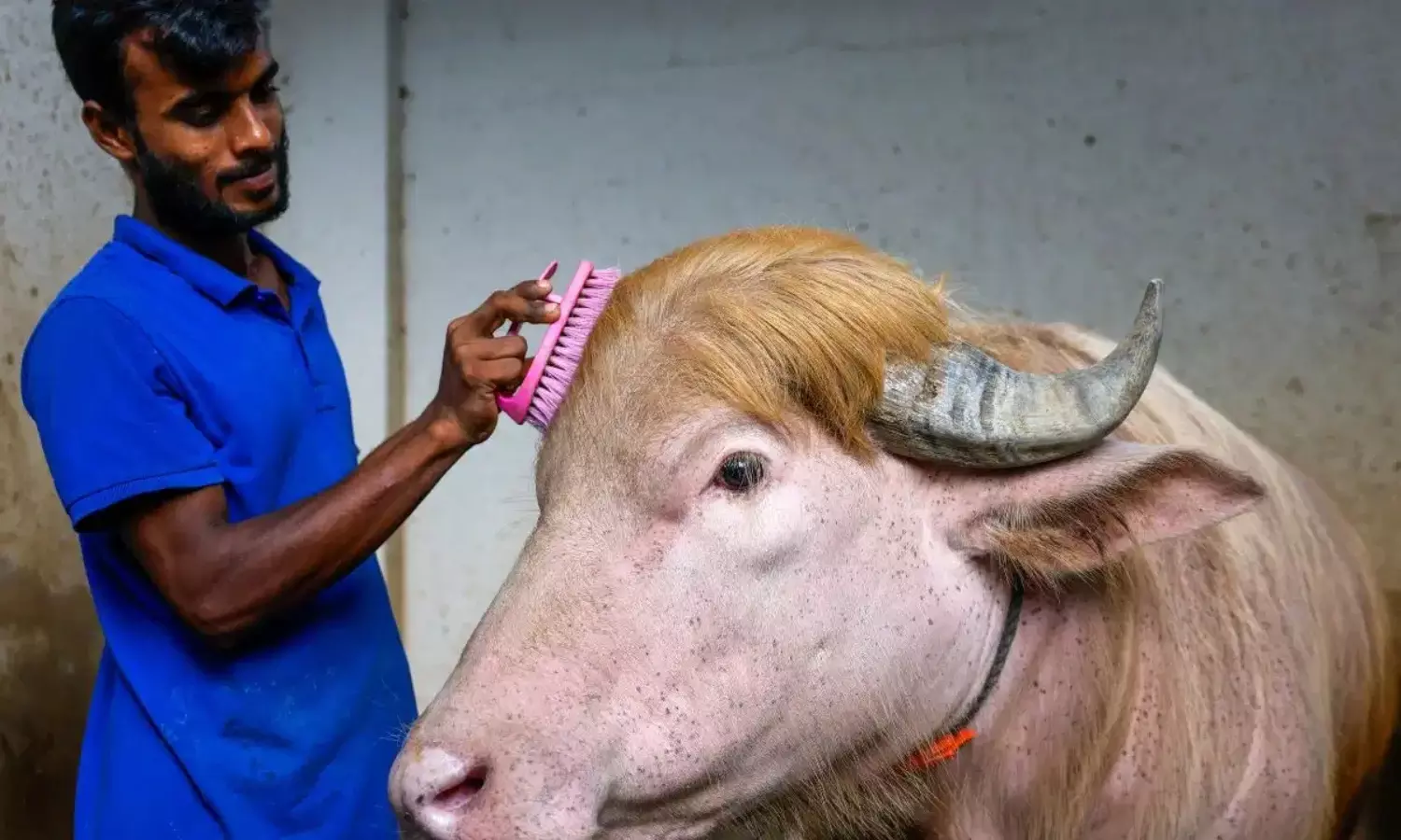 Donald Trump Buffalo