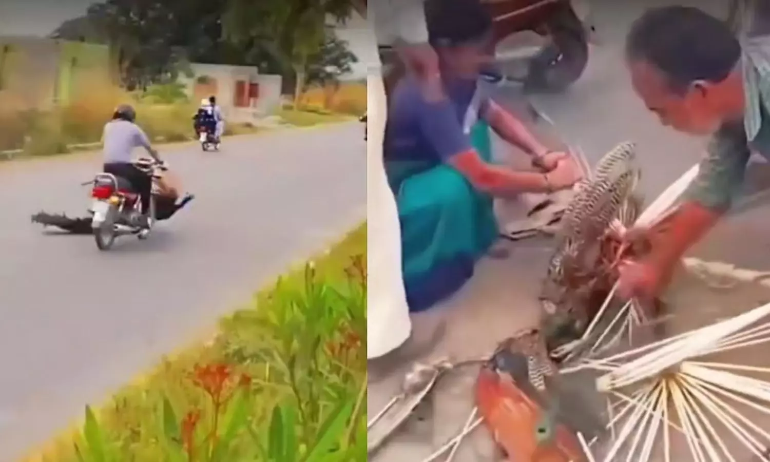 Viral Video