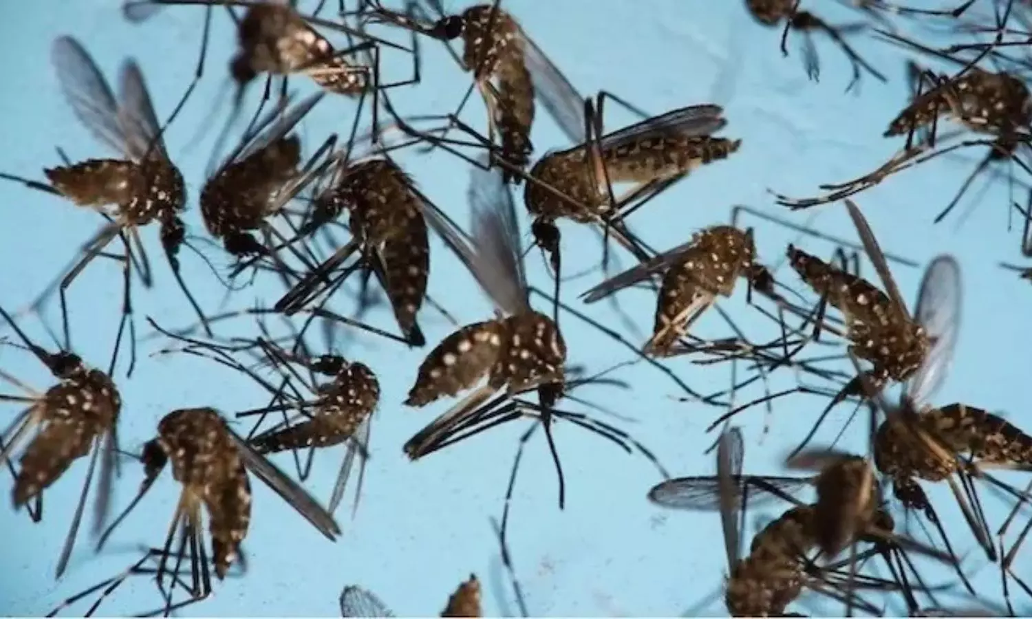Google Mosquito Project