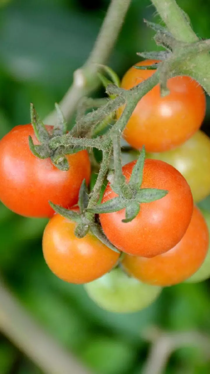Tomatoes Side Effects: ప్రతి కూరలో టమాటా వేసుకుని తింటున్నారా.. అయితే మీకు మూడినట్లే