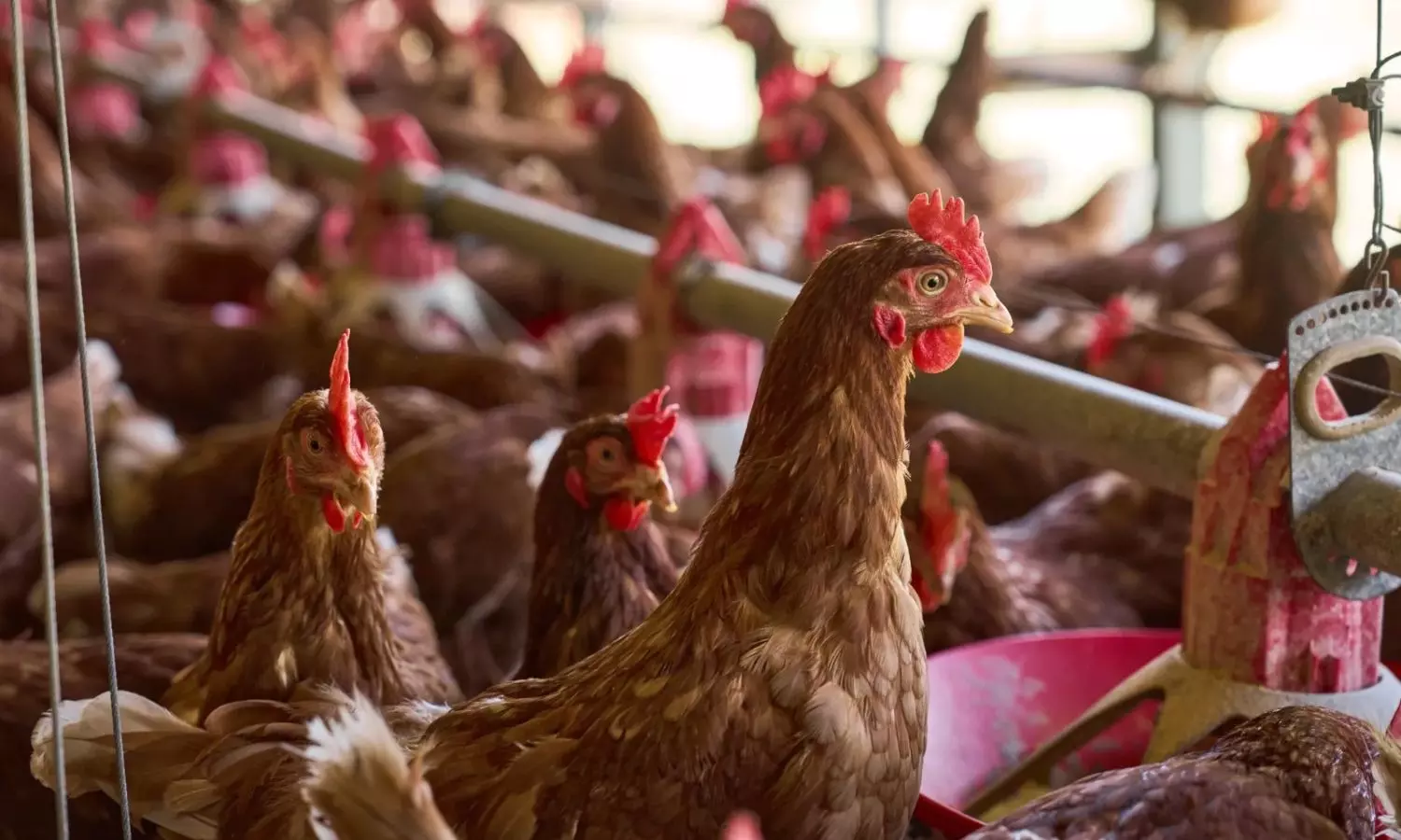 Poultry Business